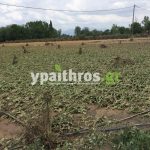 Ανυπολόγιστες οι καταστροφές στις καλλιέργειες της Αρκαδίας