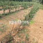 Ανυπολόγιστες οι καταστροφές στις καλλιέργειες της Αρκαδίας