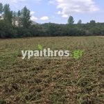 Ανυπολόγιστες οι καταστροφές στις καλλιέργειες της Αρκαδίας