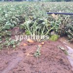 Ανυπολόγιστες οι καταστροφές στις καλλιέργειες της Αρκαδίας