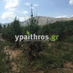 Ανυπολόγιστες οι καταστροφές στις καλλιέργειες της Αρκαδίας