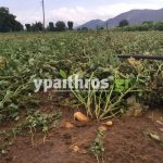 Ανυπολόγιστες οι καταστροφές στις καλλιέργειες της Αρκαδίας