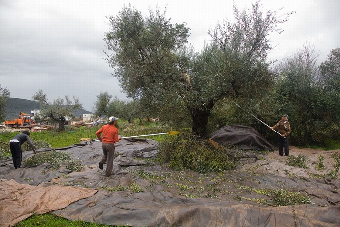 metra-stirixis-tis-elaioparagogis-zitoun-oi-agrotes-tis-ee-meso-ton-copa-cogeca-36828