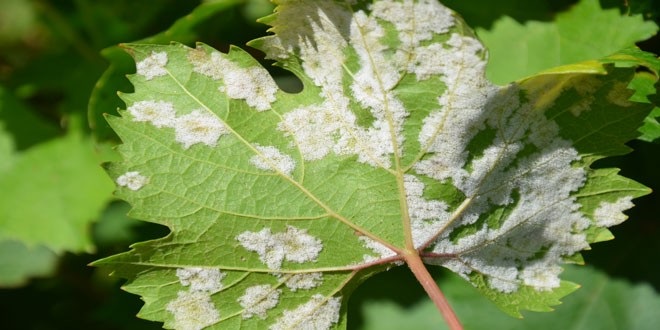 se-epifylaki-gia-ton-peronosporo-36617
