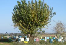 Λευκάδα : Εκπαίδευση μελισσοκόμων στις 27 και 29 Ιουνίου από τον ΕΛΓΟ