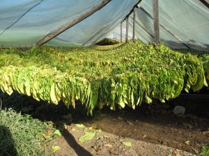 Σκληρός αγώνας για άριστο καπνό, αλλά με μετεξεταστέα τιμή