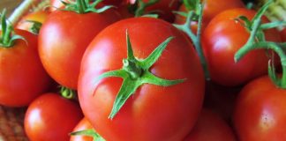 Στις 15 Ιουλίου ξεκινάει η συγκομιδή βιομηχανικής ντομάτας