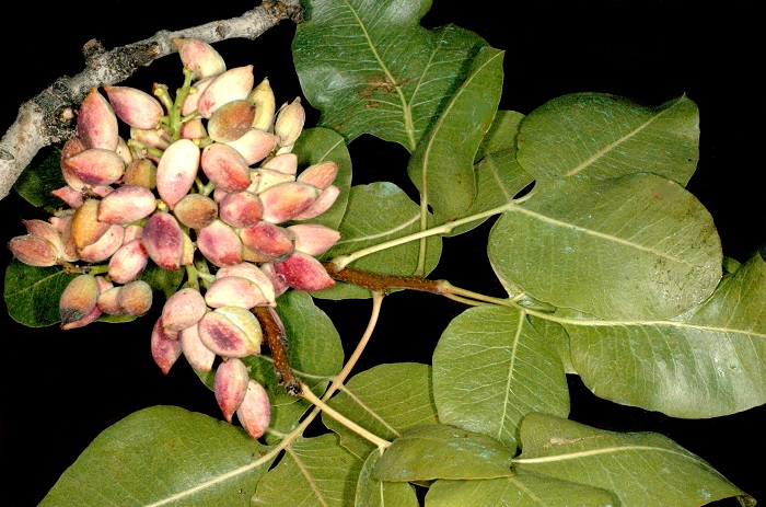ypo-tin-apeili-tis-votryosfairias-oi-fistikoparagogoi-36317