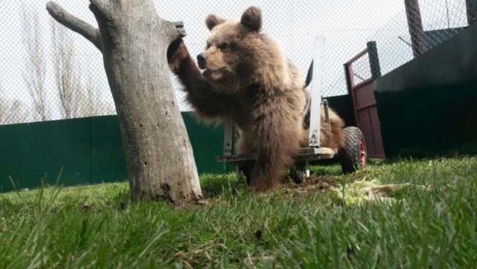Ειδικό αμαξίδιο για αρκουδάκι με αναπηρία Ειδικό αμαξίδιο για αρκουδάκι με αναπηρία
