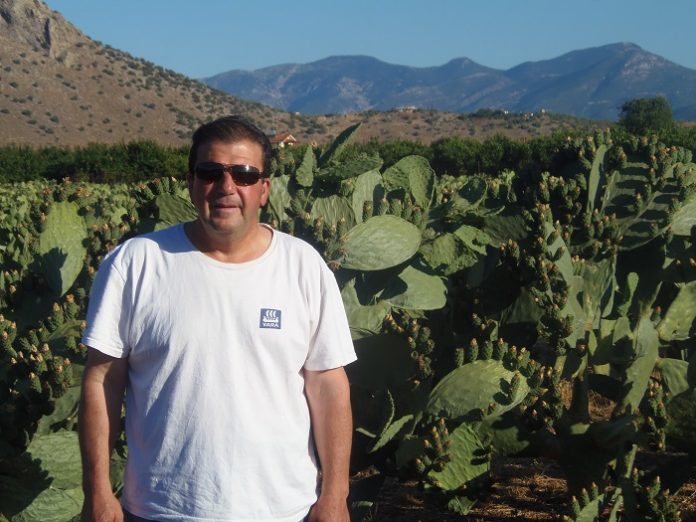 Ξεκίνησε η καλλιέργεια φραγκοσυκιάς στην Αργολίδα Ξεκίνησε η καλλιέργεια φραγκοσυκιάς στην Αργολίδα