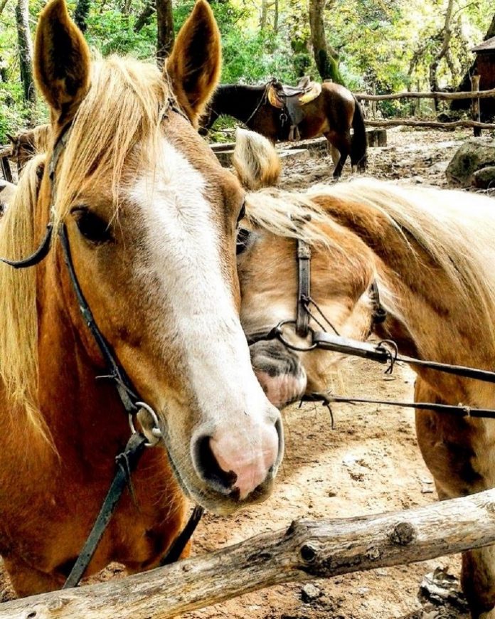 Η κρυφή γοητεία των αλόγων της φυλής Πίνδου στους πρόποδες του Ολύμπου Άλογο σπάνιας φυλής Πίνδου
