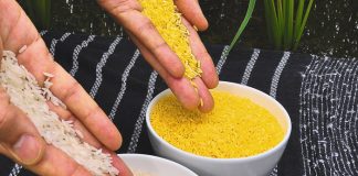 Απογοητεύει το γενετικά τροποποιημένο «χρυσό ρύζι»
