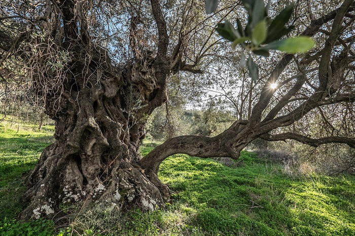 ελαιώνας Ηράκλειο, Κρήτη