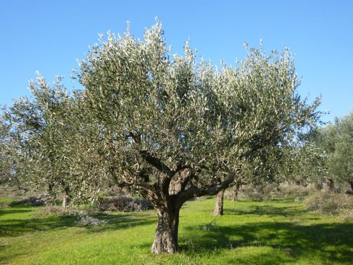 Υδρολίπανση δέντρων με 8 κυβικά μέτρα/στρ.