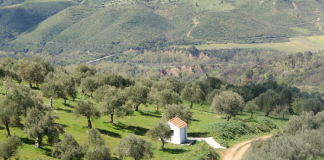 Γιώργος Μαθιόπουλος Στην Ορεινή Γορτυνία, το ελαιόλαδο γιατρεύει