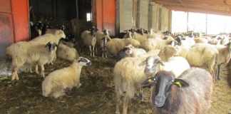 Προς επίλυση η απονομή τίτλων κυριότητας στους κτηνοτρόφους της Αιανής