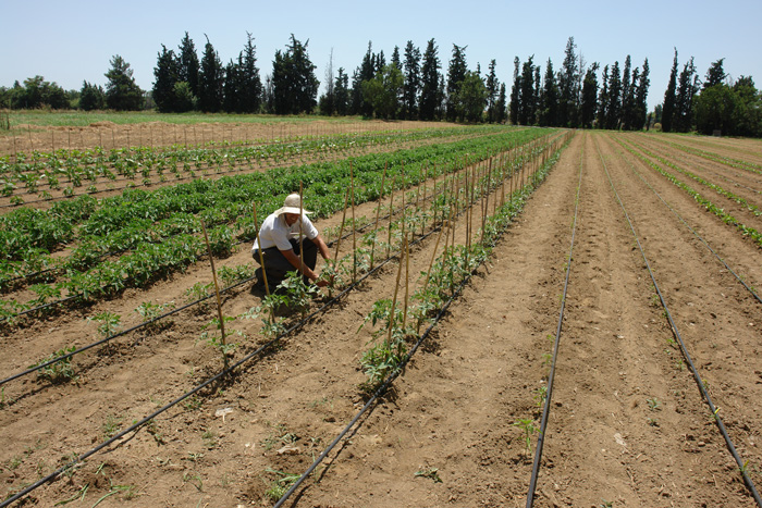 to-agroktima-tis-therapeftikis-koinotitas-kethea-ithaki-40404