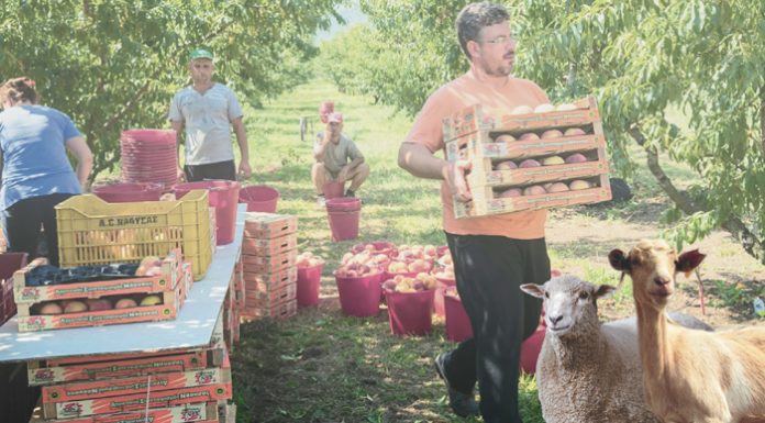 Αναλυτικό κατάλογο με τις ενδεικτικές τιμές για τις συνδεδεμένες ενισχύσεις του 2018 δημοσίευσε στον διαδικτυακό τόπο Διαύγεια ο ΟΠΕΚΕΠΕ.