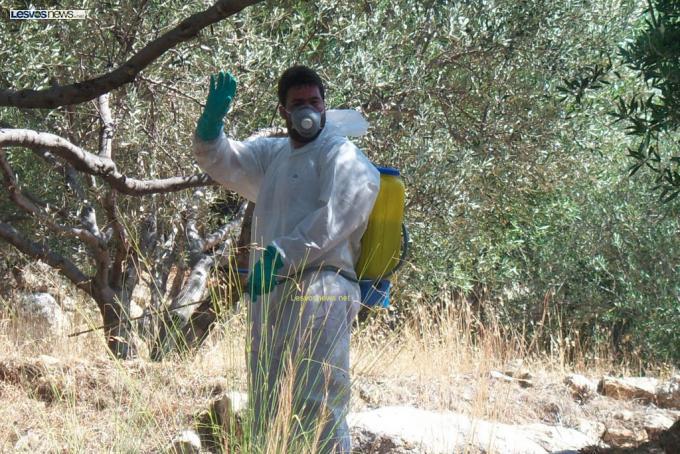 Σε εξέλιξη το πρόγραμμα δακοκτονίας στο νομό Λακωνίας