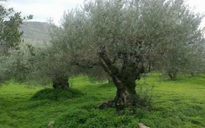 SOS από το δήμο Ηρακλείου για τον δάκο SOS από τον δήμο Ηρακλείου για τον δάκο