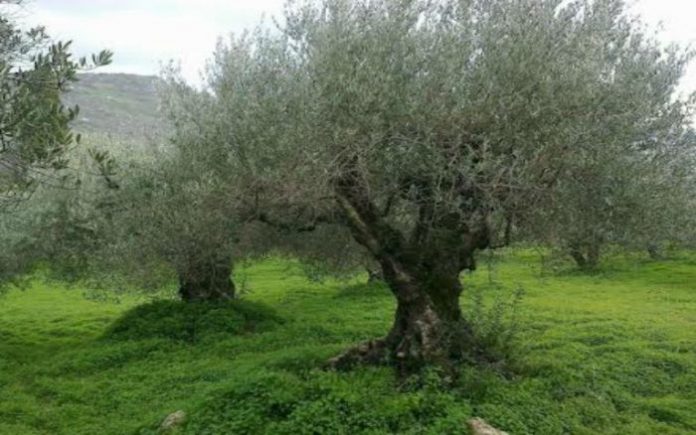 SOS από τον δήμο Ηρακλείου για τον δάκο