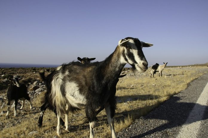 Ενίσχυση της κτηνοτροφίας ζητούν στη Λέσβο