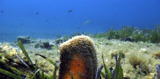 Έβρος: Απαγόρευση αλιείας για ζώντα δίθυρα μαλάκια