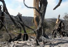Χίος: Μάχη με τη μεγάλη φωτιά στα Μαστιχοχώρια