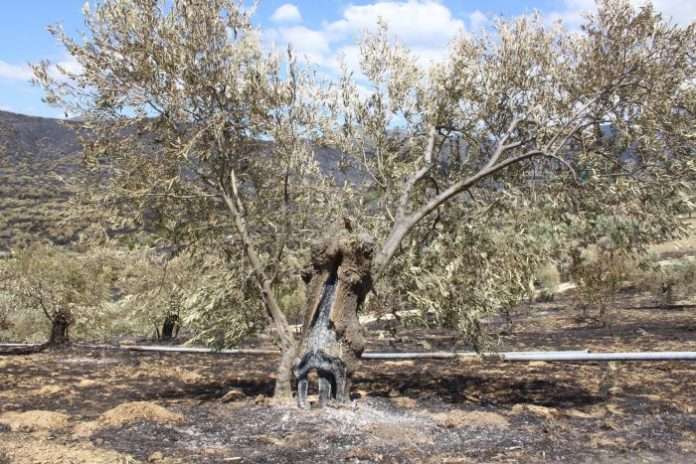 Επιμένουν οι φωτιές στον κάμπο