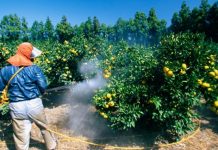 ΔΑΟΚ Σερρών: Ενημέρωση για χρήση εγκεκριμένων φυτοφαρμάκων
