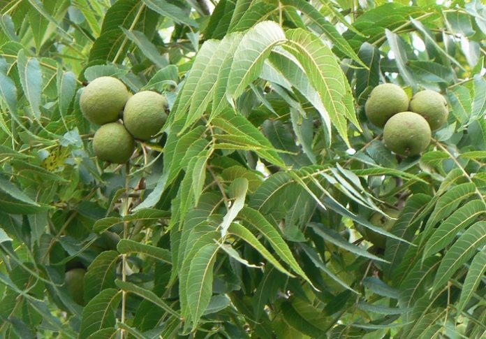 H Φθιώτιδα επενδύει στην καρυδιά H Φθιώτιδα επενδύει στην καρυδιά