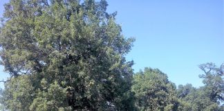 Υπεραιωνόβια βελανιδιά στην Καστανιά Πιερίας