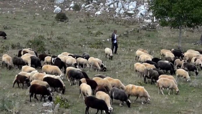 Πληρωμές σε πληγέντες κτηνοτρόφους