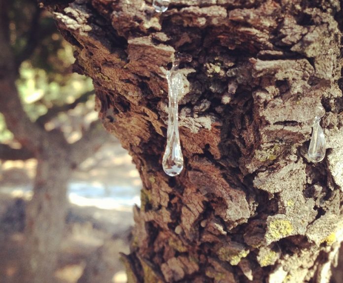 «Στάχτη» τα μαστιχόδεντρα στη Χίο