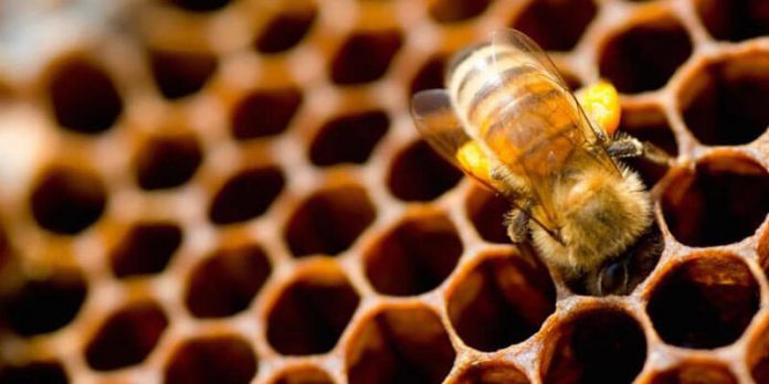 Αρκαδία: Η θεομηνία εξαφάνισε 1.500 μελισσοσμήνη και 50 πρόβατα