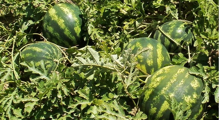 egkrithikan-oi-koronoenischyseis-gia-ypaithria-karpouzia-thermokipia-ektos-kritis-patates-kai-vouvalisio-kreas-40605