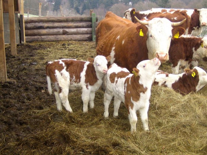 Νέο πακέτο στήριξης της Κομισιόν σε γαλακτοπαραγωγούς και κτηνοτρόφους