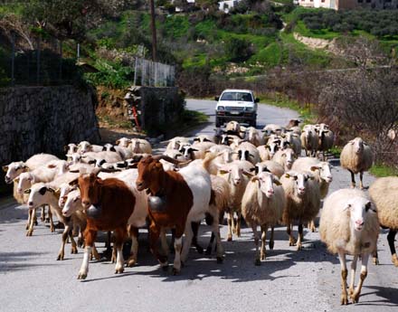 Βόλτα ...στην Περιφερειακή Οδό της Θεσσαλονίκης βγήκαν το πρωί πρόβατα, προκαλώντας αναστάτωση στους διερχόμενους οδηγούς