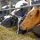 Στο ΦΕΚ τα ποσά των Συνδεδεμένων στην κτηνοτροφία