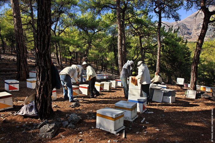 Πυρκαγιά στο πευκοδάσος Σελάκανο Ιεράπετρας