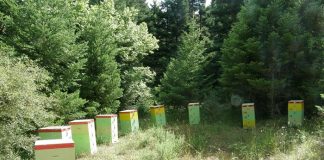 Στα πρόθυρα καταστροφής οι μελισσοκόμοι της Αρκαδίας