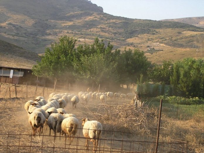 Στα συρτάρια του ΥΠΑΑΤ το πρόγραμμα για τα κτηνοτροφικά πάρκα Στα συρτάρια του ΥΠΑΑΤ το πρόγραμμα για τα κτηνοτροφικά πάρκα