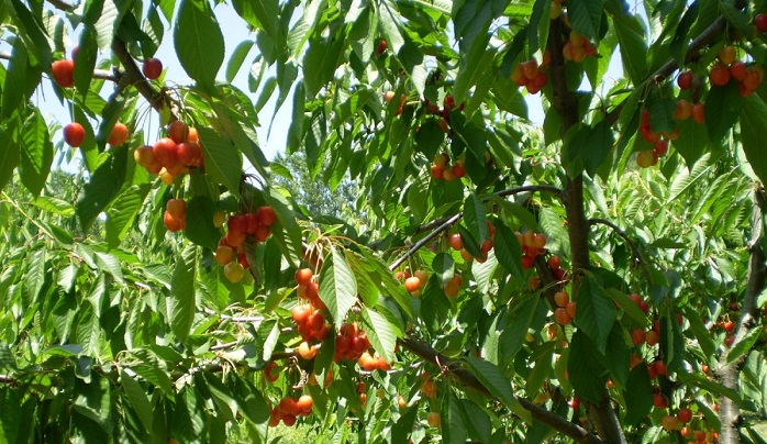 tromazei-i-akarpia-tous-kerasoparagogous-stin-evvoia-44129
