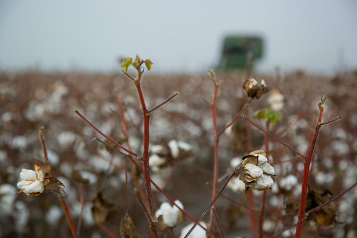 Το ντόμινο του βαμβακιού και η αντικατάστασή του