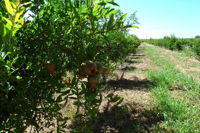 Βιολογικό αγρόκτημα με φυσική χλωρή λίπανση Βιολογικό αγρόκτημα με φυσική χλωρή λίπανση