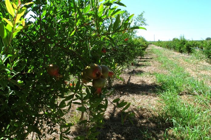 Βιολογικό αγρόκτημα με φυσική χλωρή λίπανση