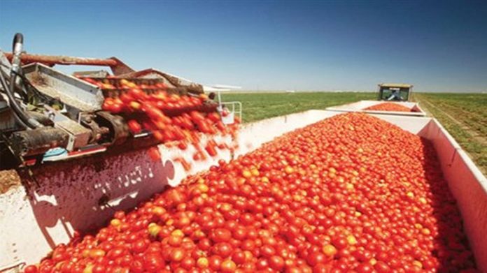 Ξεκινάει τις παραλαβές ντομάτας την Πέμπτη 12/7 η «ΚΥΚΝΟΣ» Ξεκινάει τις παραλαβές ντομάτας την Πέμπτη 12/7 η «ΚΥΚΝΟΣ»