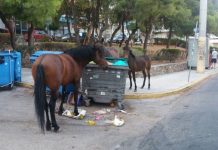 Αδέσποτα άλογα τρώνε από τα σκουπίδια στον Κορυδαλλό
