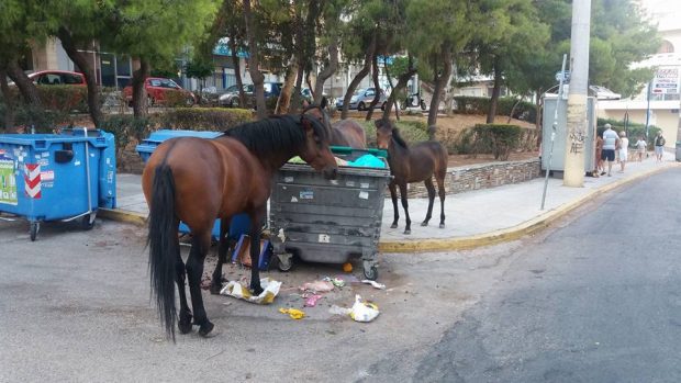 Αδέσποτα άλογα τρώνε από τα σκουπίδια στον Κορυδαλλό