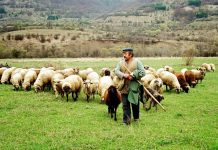 Αποστόλου: Ως τις 15 Οκτωβρίου κλείνουμε όλες τις εκκρεμότητες για τους κτηνοτρόφους 